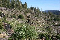 hummocky_ground_on_beatty_ridge_5_sm.jpg 151K