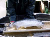 ../fcsmp/monitoring/weir/female_steelhead_at_hfac_trap,_february,_2004.jpg + 674 KB