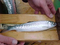 juvenile_coho_hatchery.jpg 32K