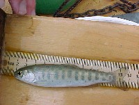 juvenile_steelhead3.jpg 56K