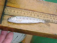 juvenile_steelhead_ucc.jpg 30K