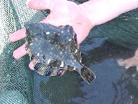 starry_flounder_1.jpg 82K