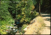 beaver_creek_riparian_road.jpg 143K