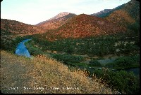 u4_klamath__canyon_treeofheaven.jpg 100K