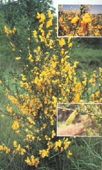 scotchbroom.jpg 115K