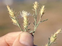 sf_diffuse_knapweed.jpg 18K