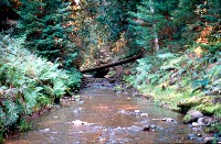 creek1_sm.jpg 30K