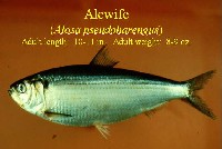 alewife_photo.jpg 29K