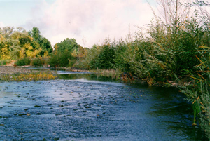 streambank restoration, late  stage Photo by Chris Tebbutt