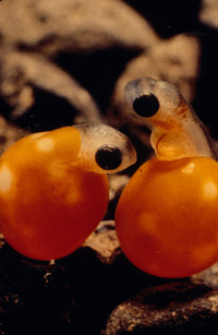 hatching eggs_Britishh Columbia