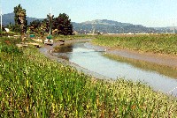 fnc_novato_outfall_2000_sm.jpg 99K